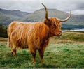 Highland Cow in Field-MORE JOY Dishcloth